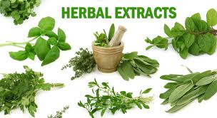 Herbal Extracts Manufacturer Supplier Wholesale Exporter Importer Buyer Trader Retailer in New Delhi  India